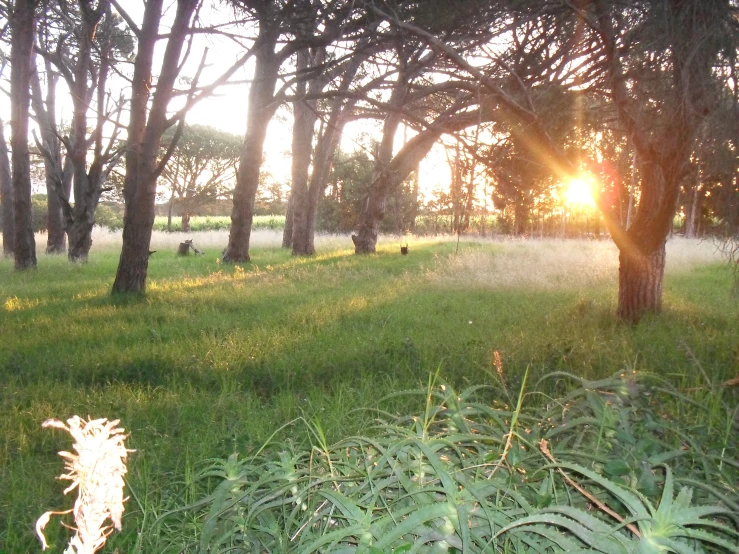 a field with many trees in the background