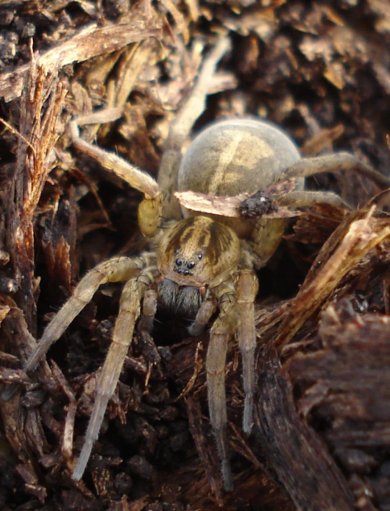 the big spider has been left alone on the tree