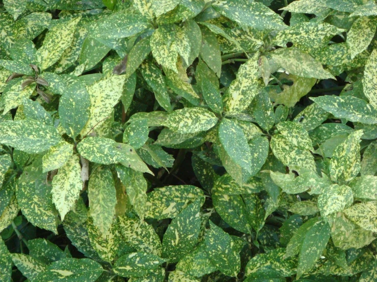 a plant with green leaves and brown spots