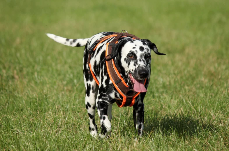 a dog in a field is wearing a leash