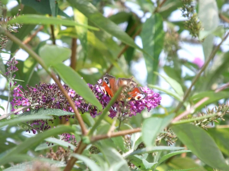 an insect on a purple flower in a tree