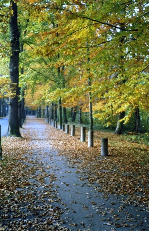 a road running through an open forest with lots of trees and leaves on the ground