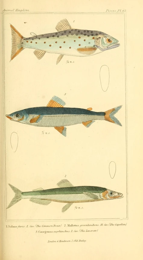 a book about different types of fish with an illustration of one in the back and another in the front