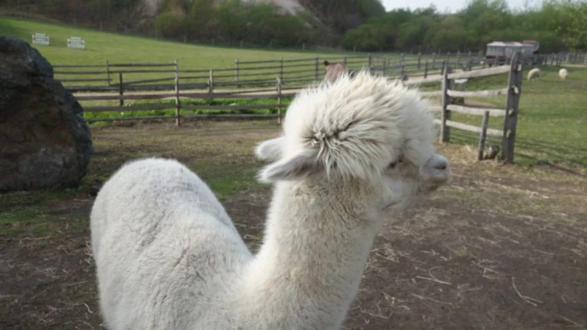 a llama stands next to a fenced in field