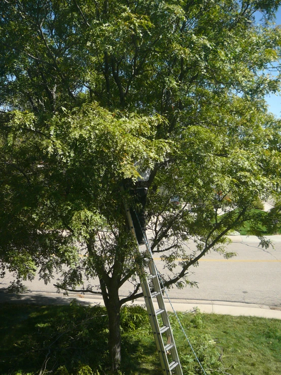 ladder leaning up against tree, parking lot in background