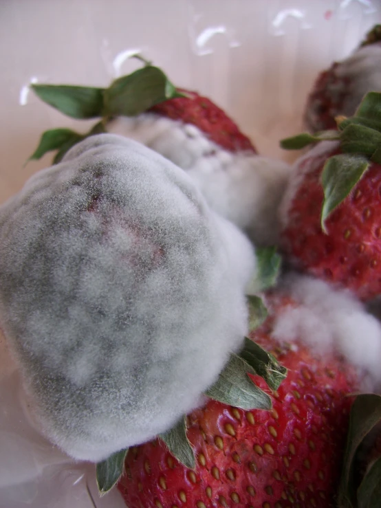 an image of a dirty strawberries covered in frost