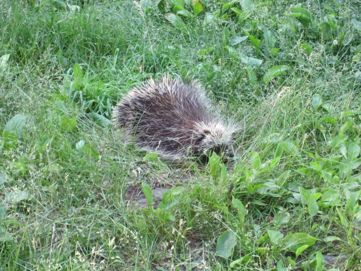 an animal with it's head up in the grass