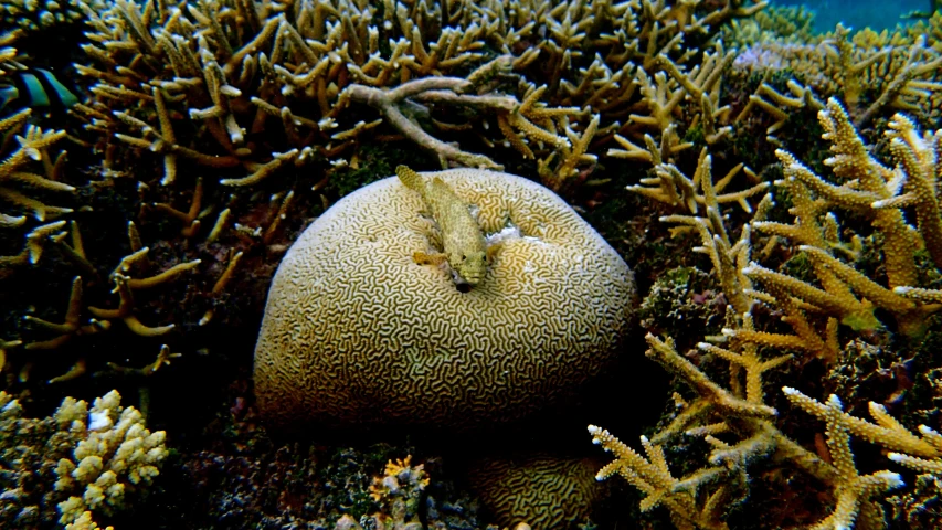 some very pretty corals under a large wave