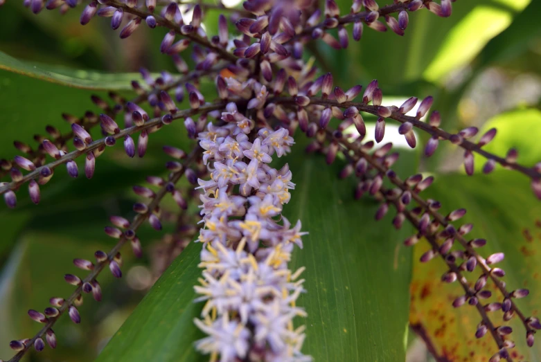 a group of small purple and white flowers