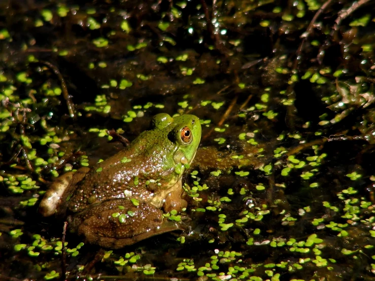 the frog looks to be happy while sitting on the water