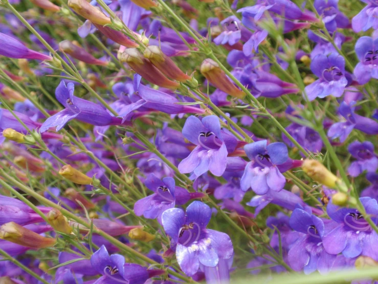 purple flowers with long stem and thin stems