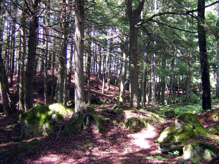 a path in the forest leading to moss covered rocks and trees