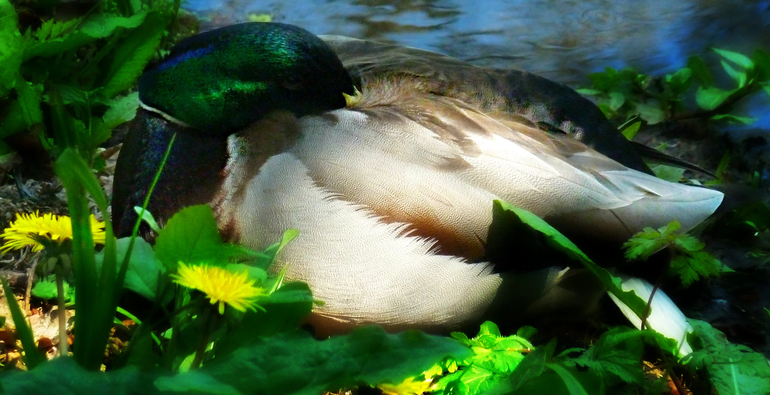 a duck resting in the grass near a stream