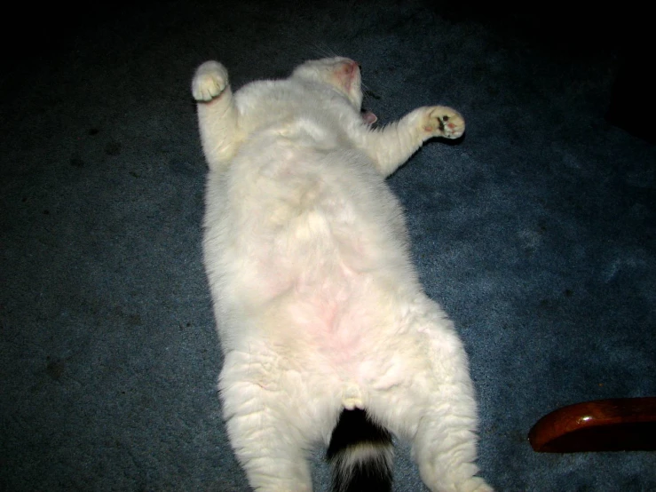 cat on carpet stretched out playing with a wooden object