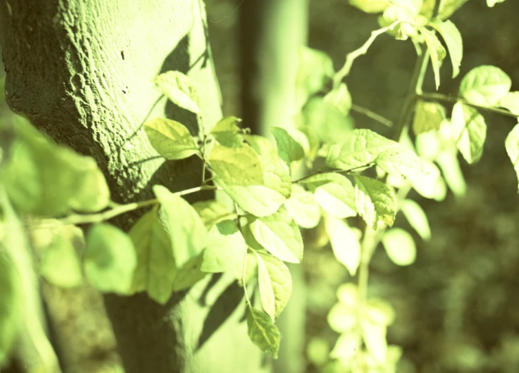 a nch with leaves near by by the ground