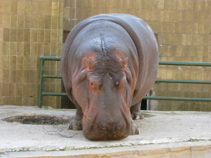 a hippo that is walking in an enclosure