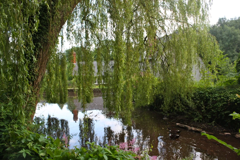 a small pond in a park with lots of trees around it