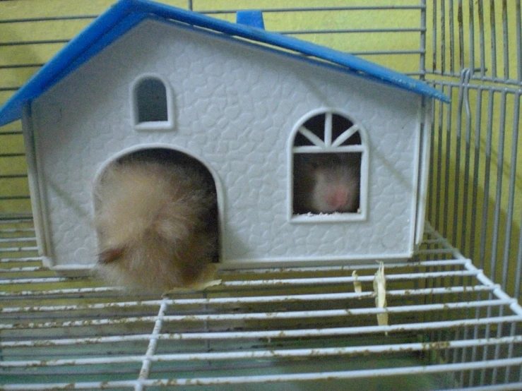 a house shaped like a cat and a small rodent with the house down