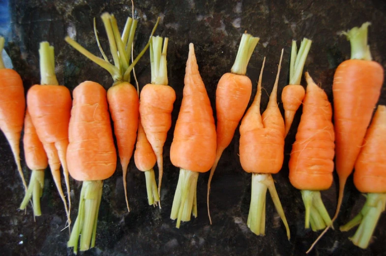 a number of small carrots are laying together