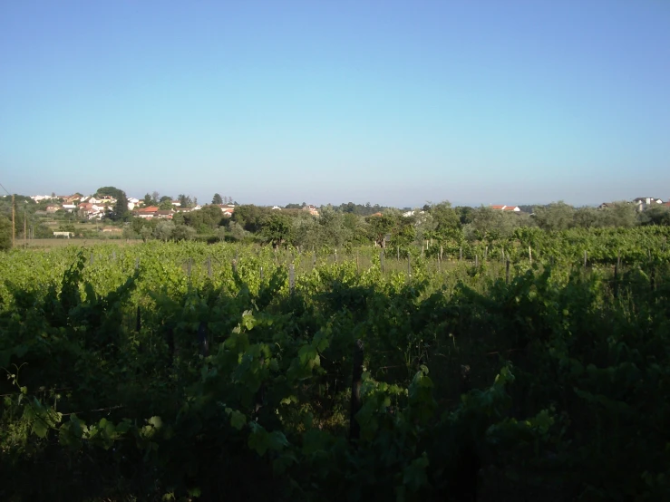 a field that is very wide and filled with green plants