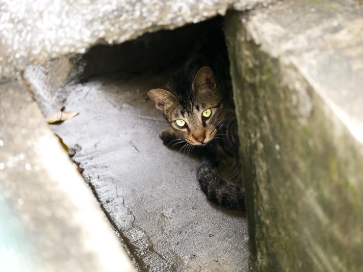 there is a cat that is looking out from under the concrete