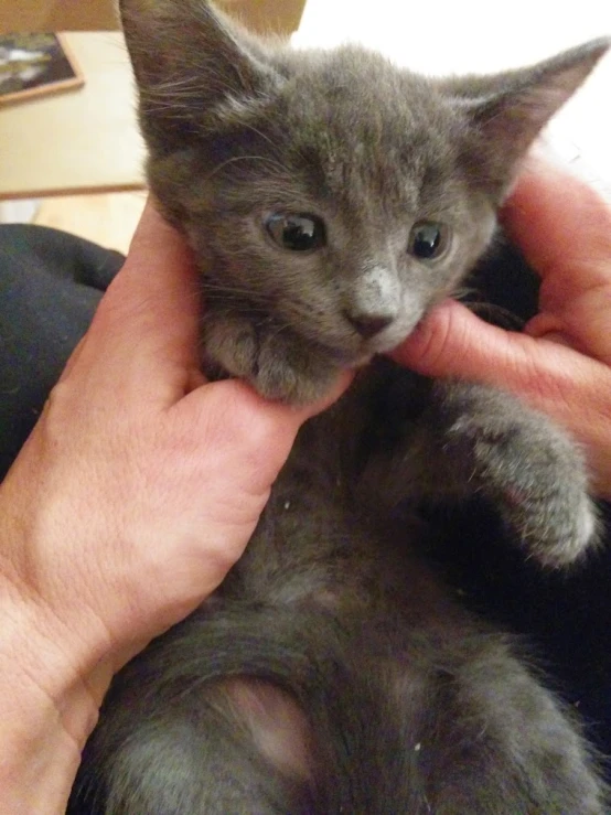 a person holding a baby kitten up to their face