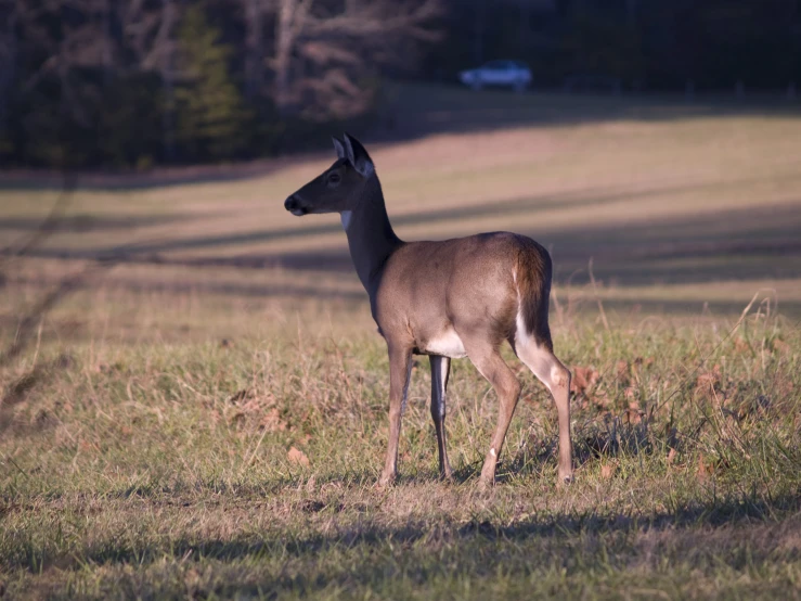 a young deer stands alone in a large grassy field