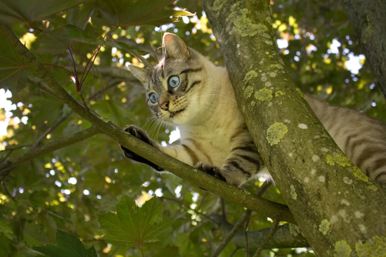 this is a close up po of a cat in a tree