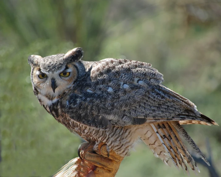 a small owl on a hand with its wings folded