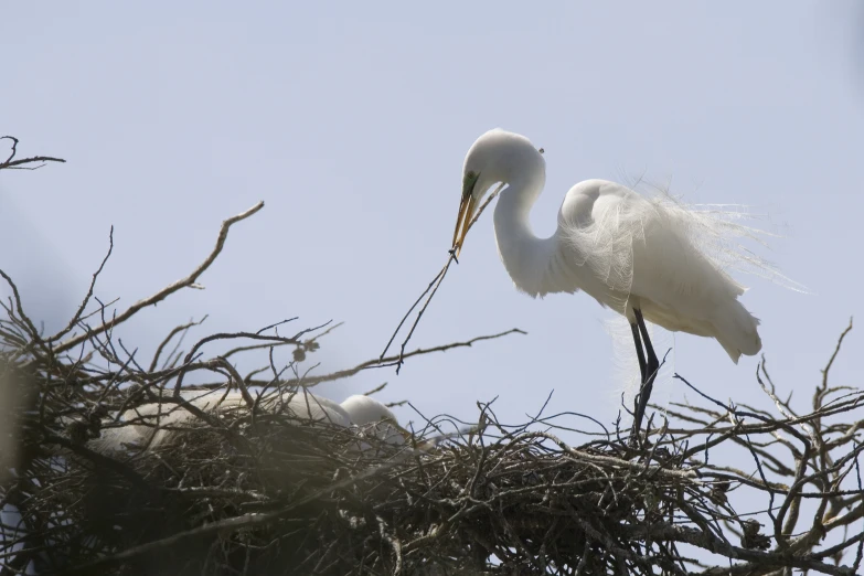 there is a large white bird standing on the nest