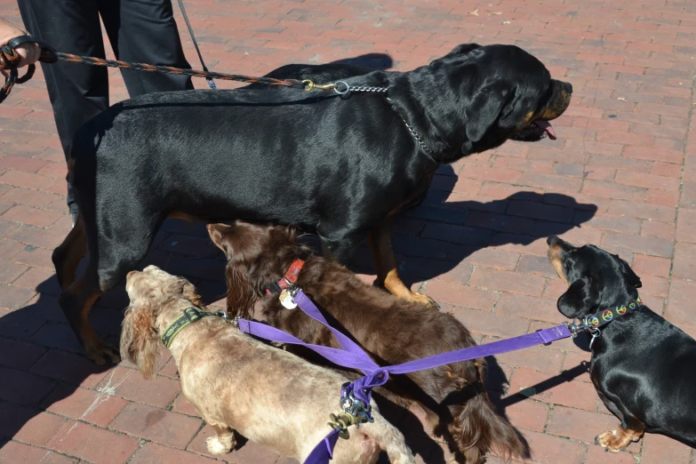 three dogs have different leashes around their necks
