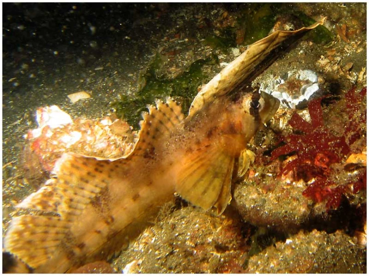 a blowfish sitting on a sandy bottom with seaweed