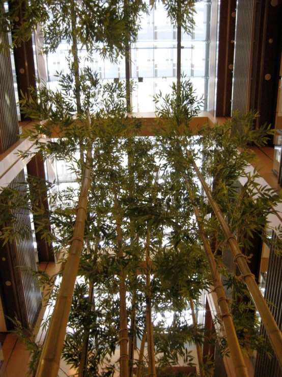 an upside down view of the bamboo trees