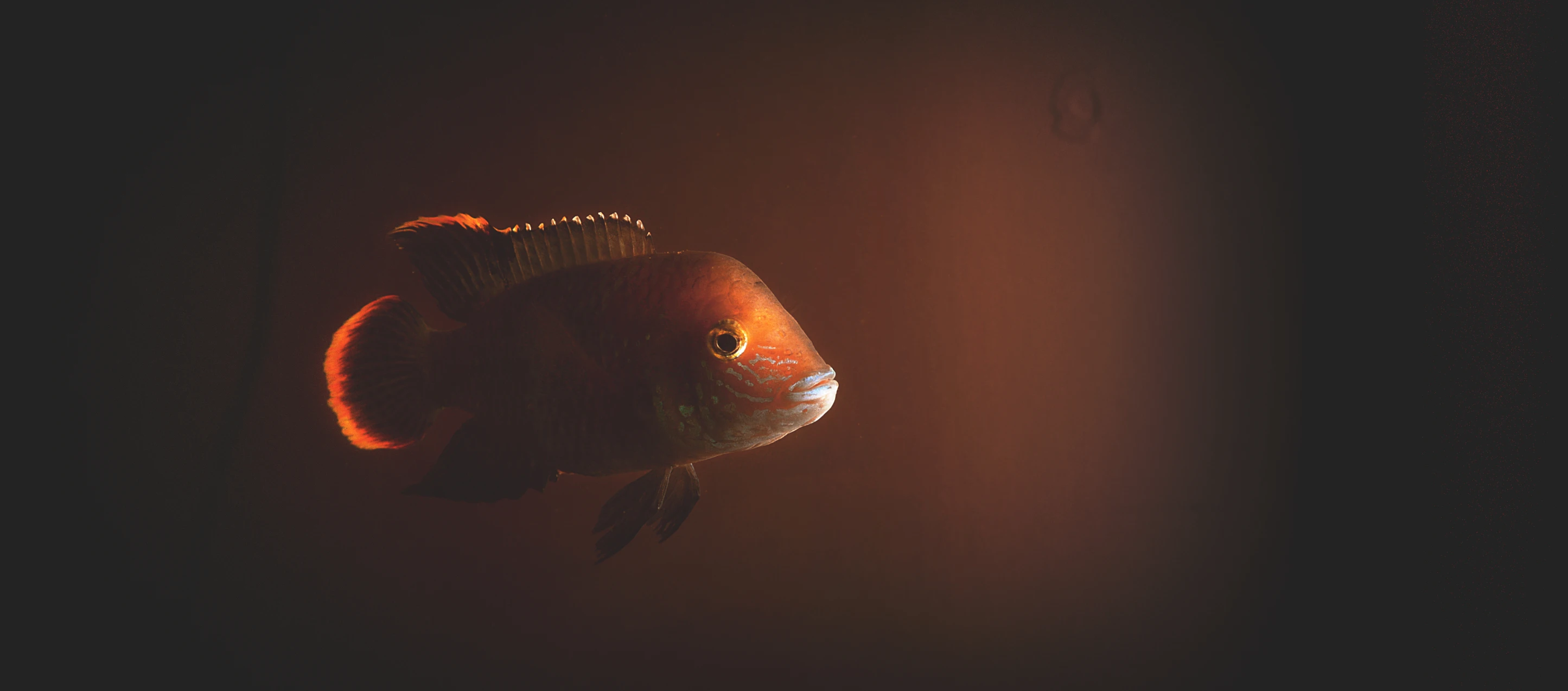 a fish in the dark with some light shining