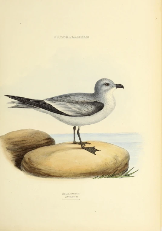 a drawing of an arctic tern on a rock