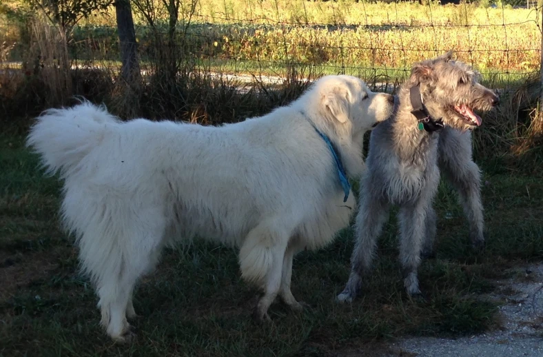 two dogs looking at each other with trees in background