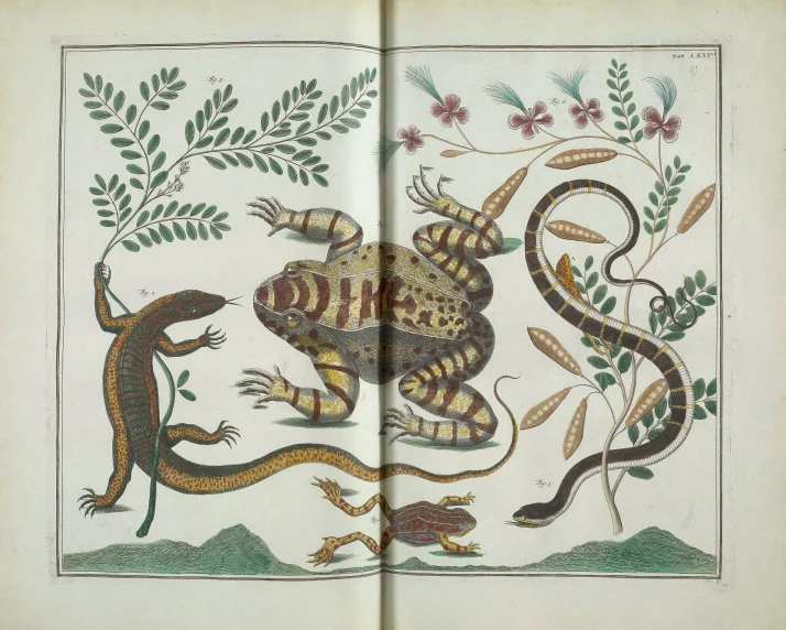 an old book with pictures of animals and plants