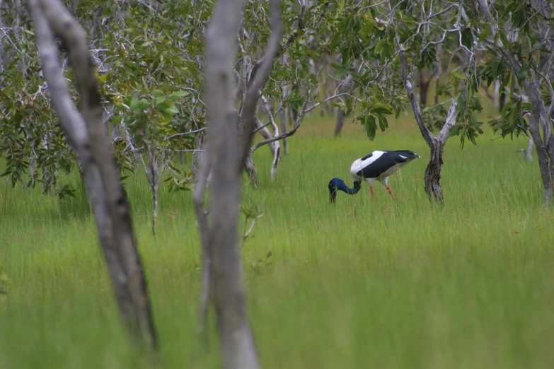 a bird standing in the grass surrounded by trees