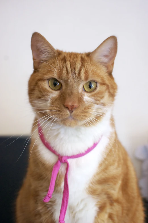 a cat that is wearing a pink and white collar