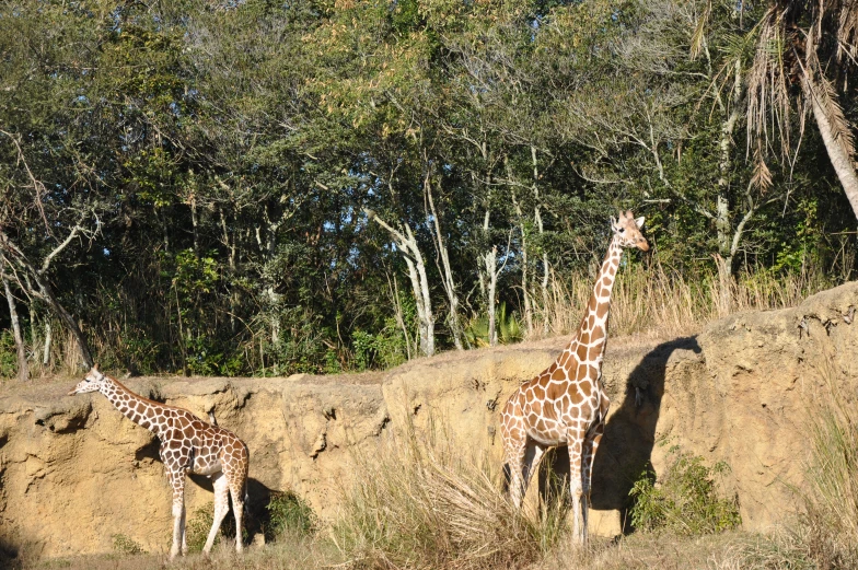 two giraffes standing together and facing away from the camera