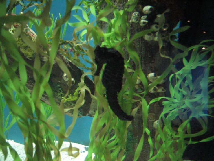 a seahorse in an aquarium hiding in the water