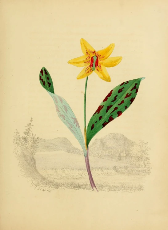 a drawing of two yellow flowers that are green