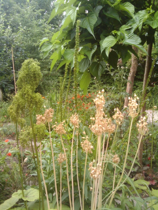 an assortment of different flowers on display in the garden