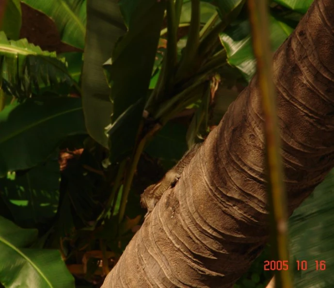 a bird is resting on the trunk of a tree