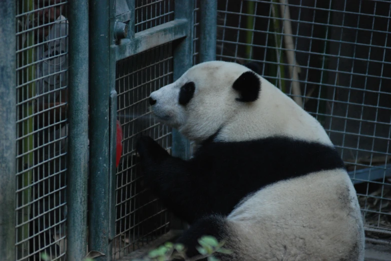 the panda is sitting down and eating from the cage