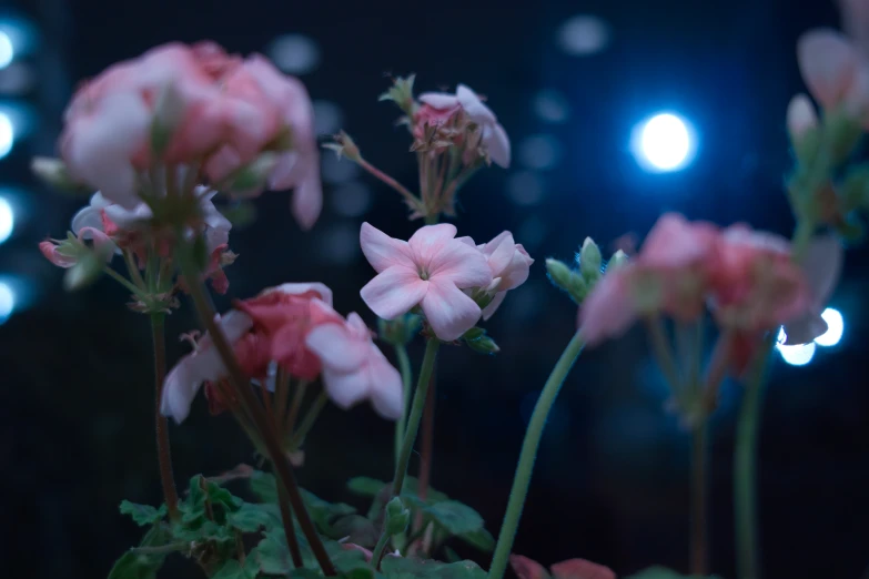 flowers in a vase with blurry lights behind them