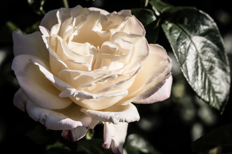 a close up s of an unfurnished flower