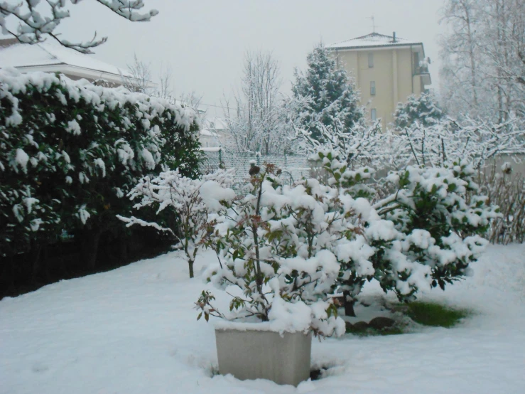 an outdoor winter scene featuring bushes and snow