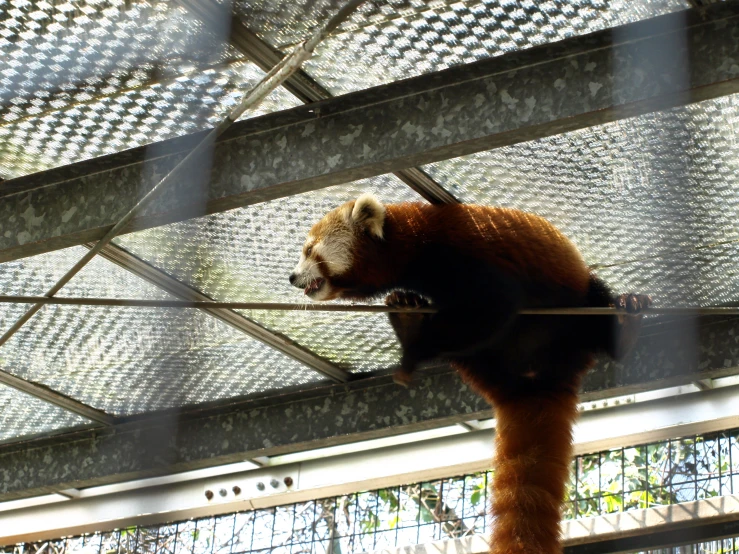 red panda sitting on top of a building looking through bars