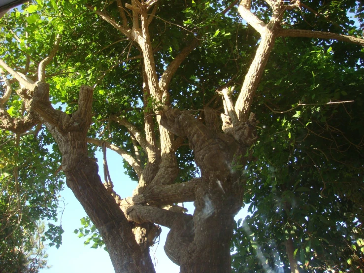a large tree with several different types of leaves